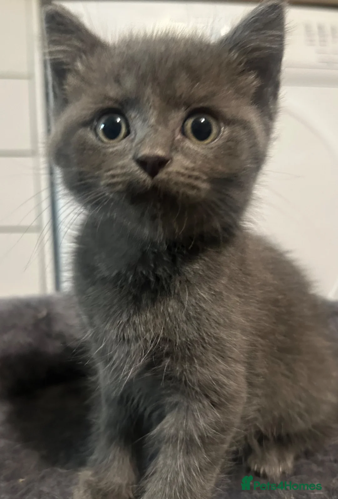Burmese cats for sale: 🐾 Burmese x British Shorthair Kittens 🐾 - Advert 13