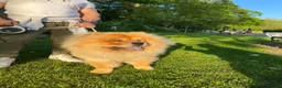 Chow Chow dogs for sale: Chow chow  - Advert 5