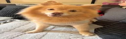 Pomeranian dogs for stud: bluebell  - Advert 3