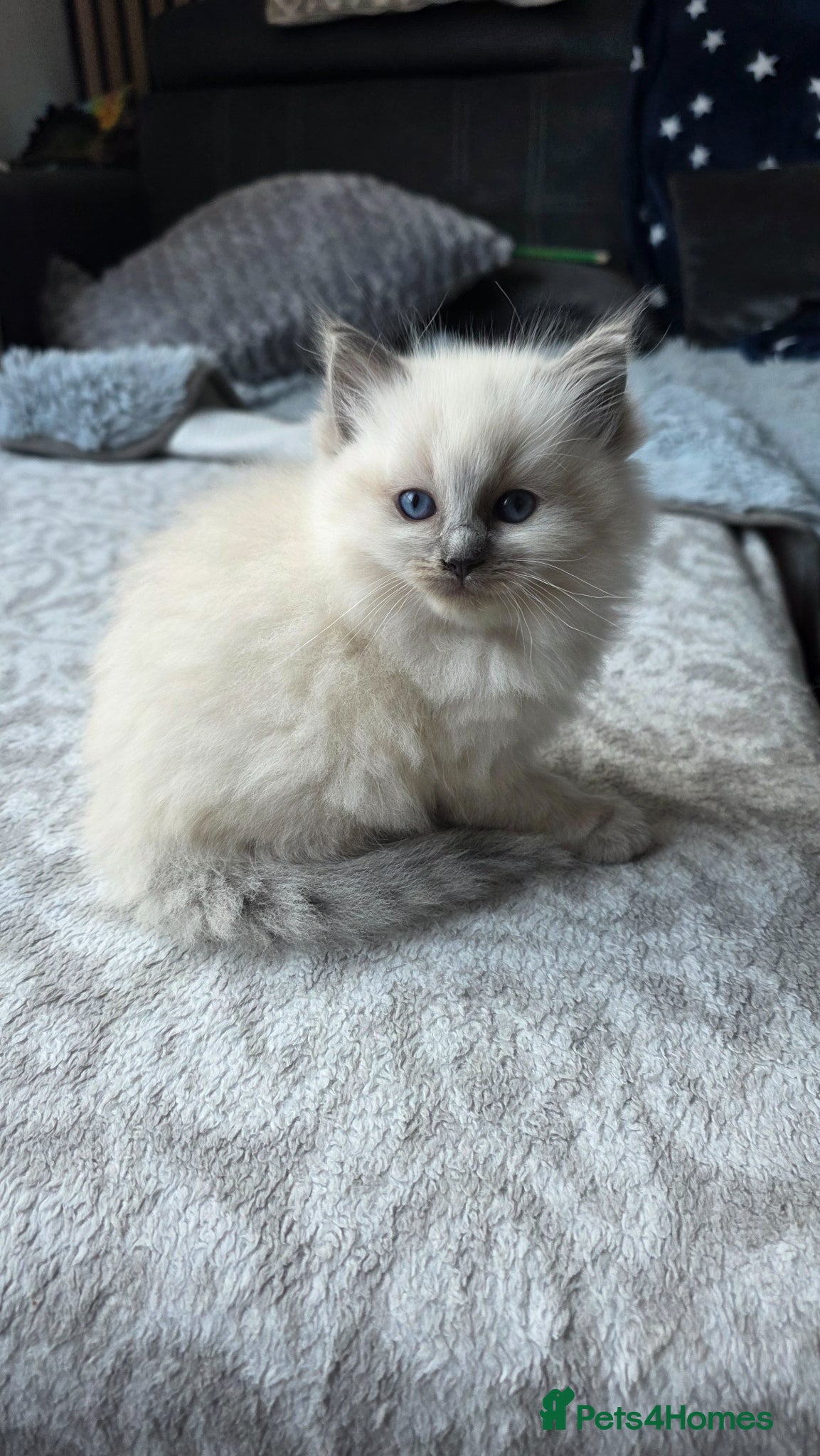 Ragdoll cats Last ragdoll girl looking for home - Advert 6