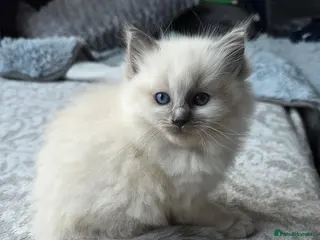 Ragdoll cats Last ragdoll girl looking for home - Advert 4