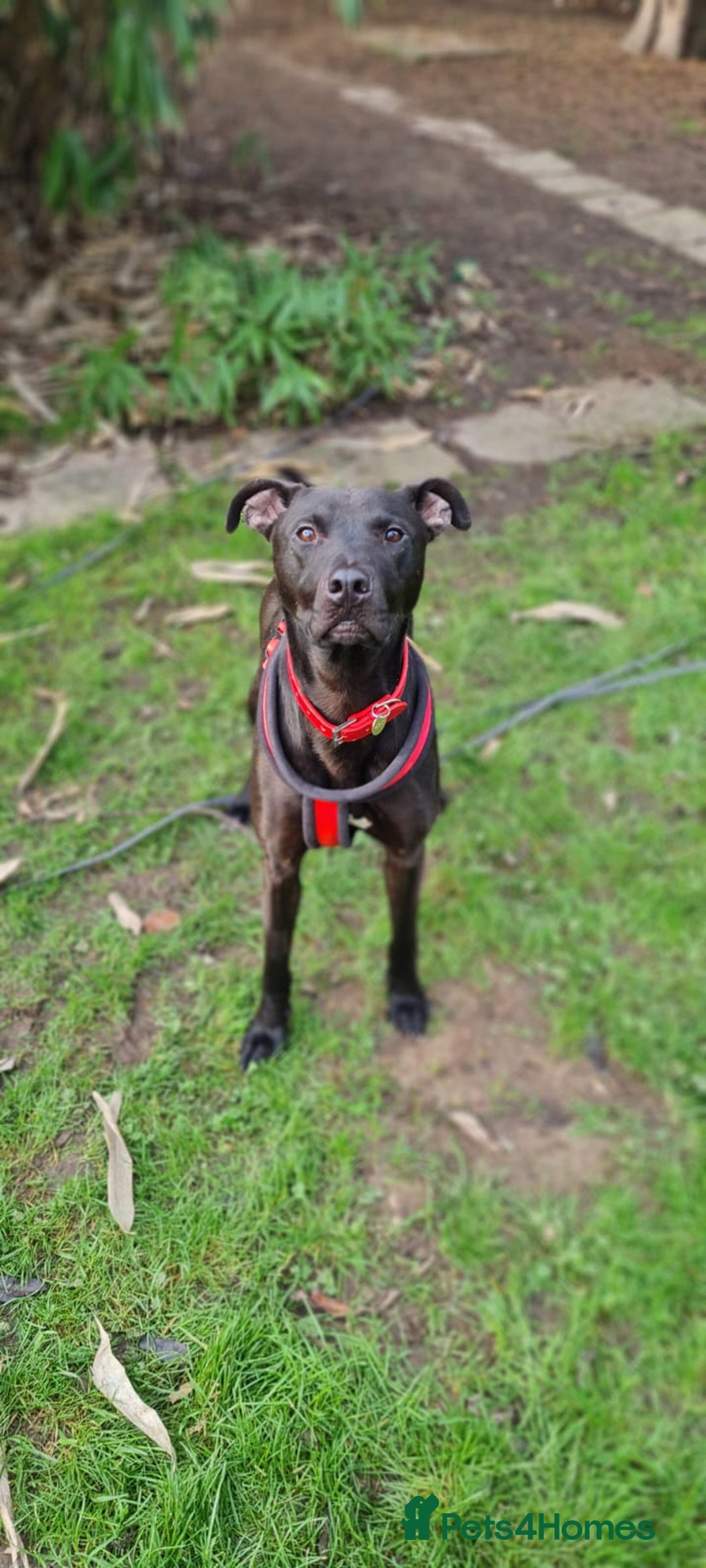 Lurcher dogs for adoption: Captain - Advert 2