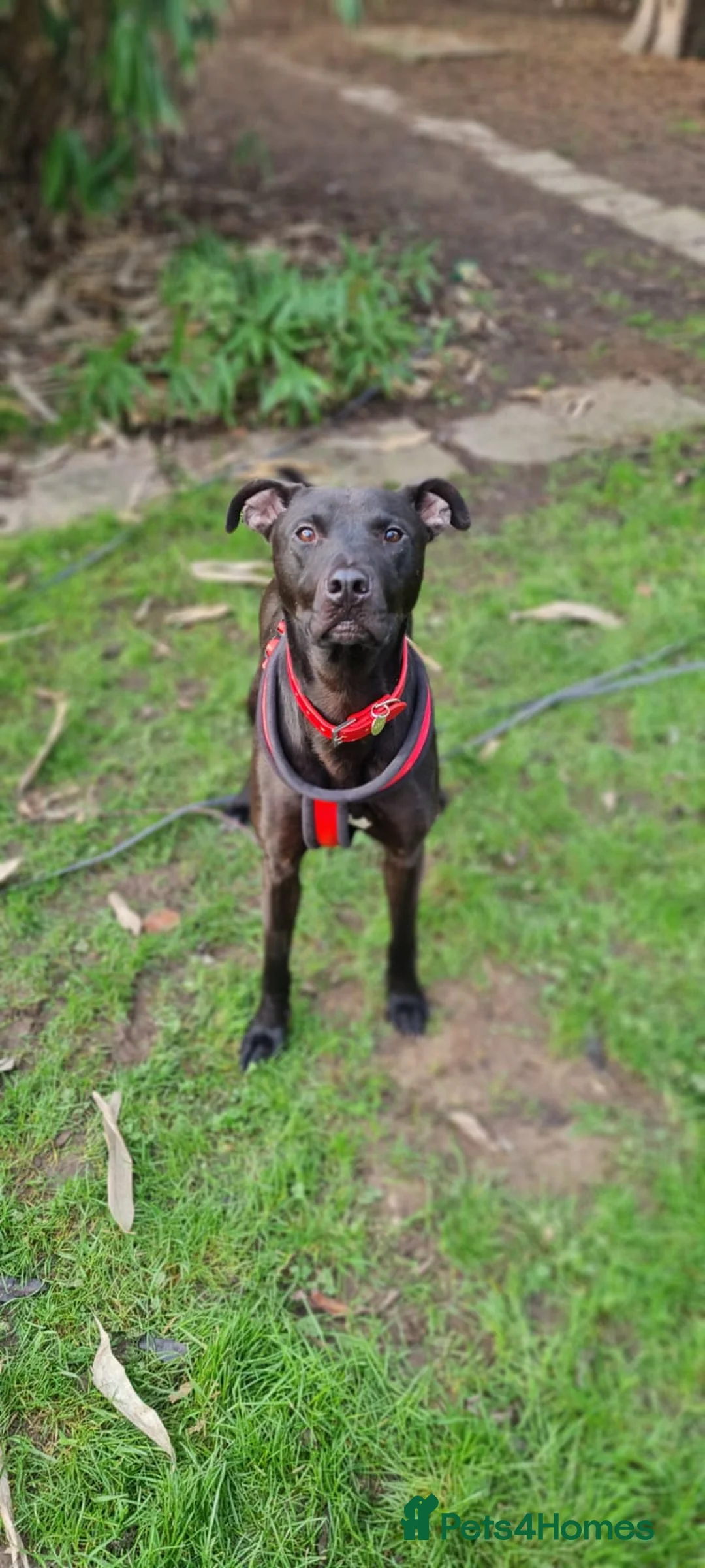 Lurcher dogs for adoption: Captain - Advert 2