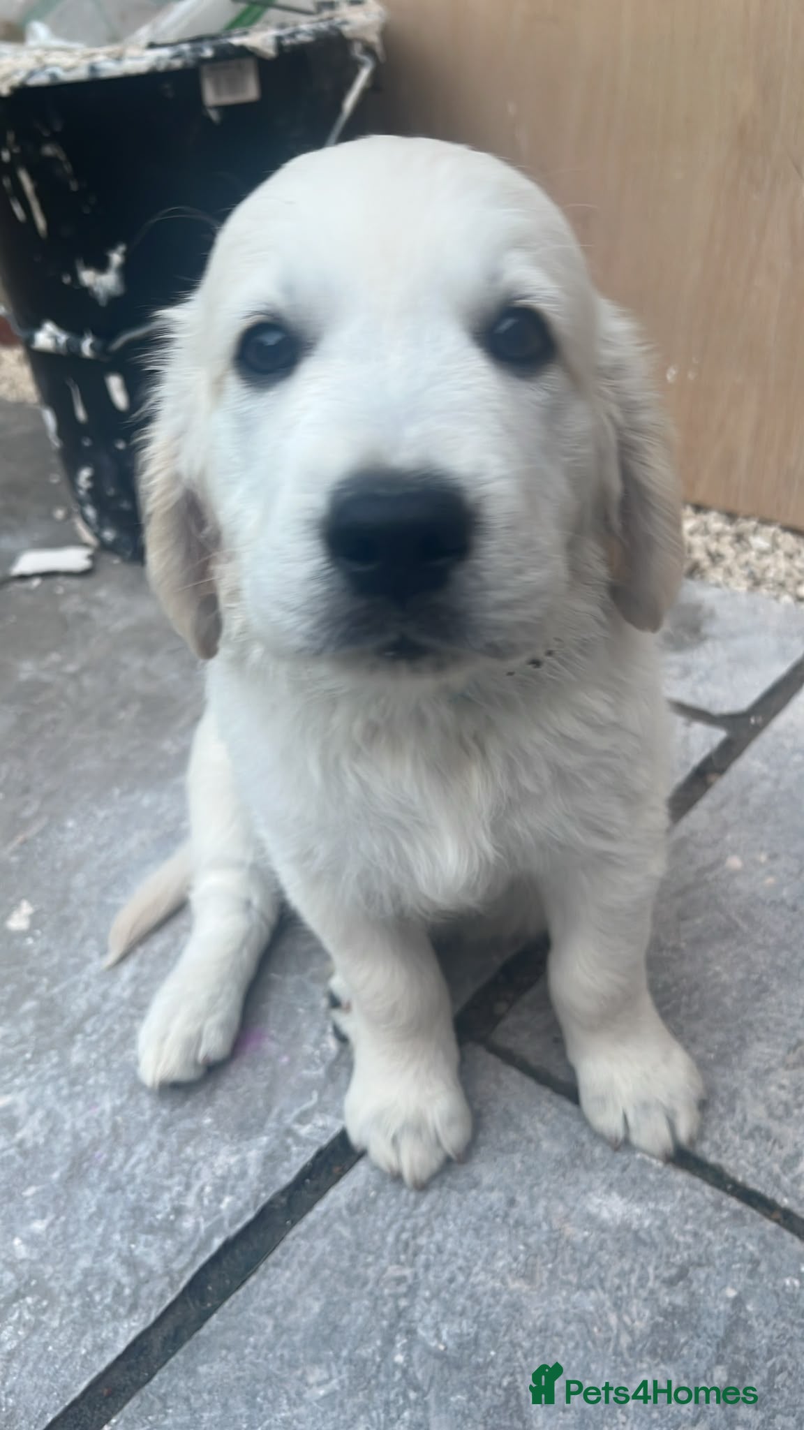 Golden Retriever dogs READY TO GO (Only 1 left) KC golden retriever pups - Advert 2