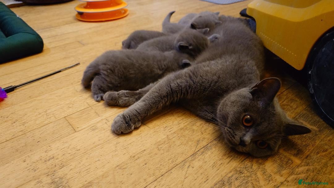 British Shorthair cats Cute babies! - Advert 2