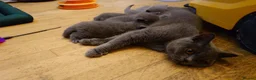 British Shorthair cats for sale: Cute babies! - Advert 2