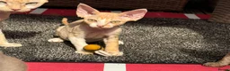 Devon Rex cats for sale: Stunning male Devon Pet or GCCF active considered - Advert 16