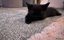 Mixed Breed cats for sale: 🐾 Beautiful Black & Tuxedo Kittens - Advert 9