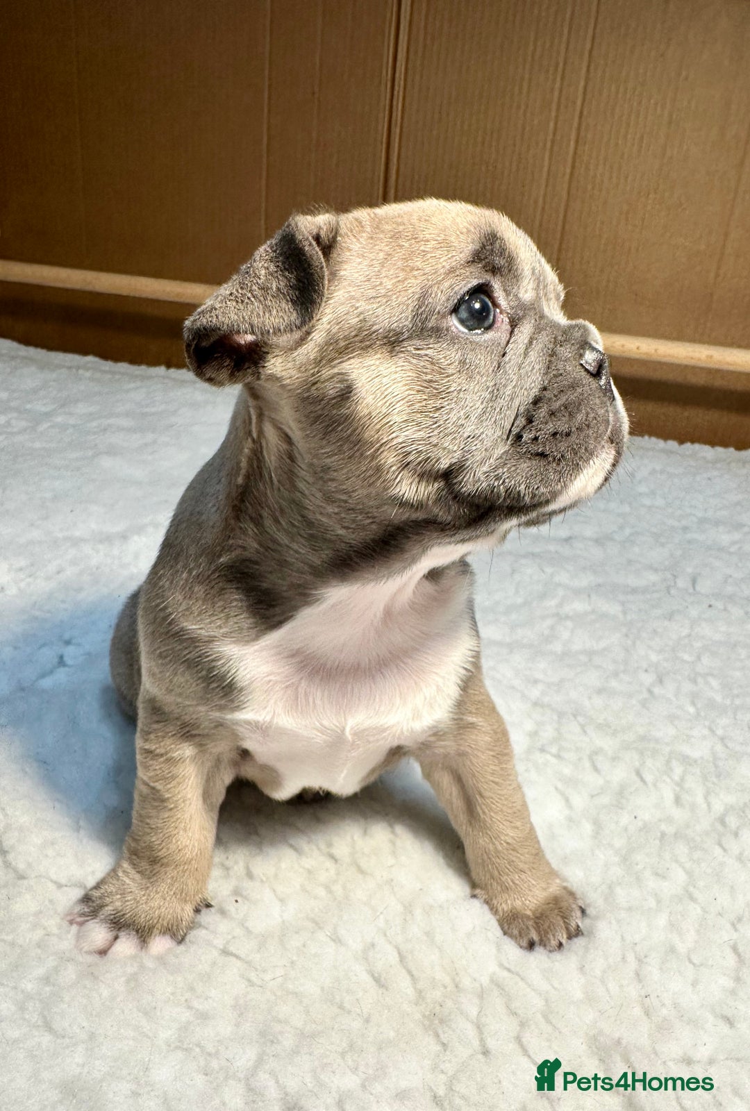 French Bulldog dogs for sale: 🐾 French Bulldog Puppies Available 🐾 - Advert 16