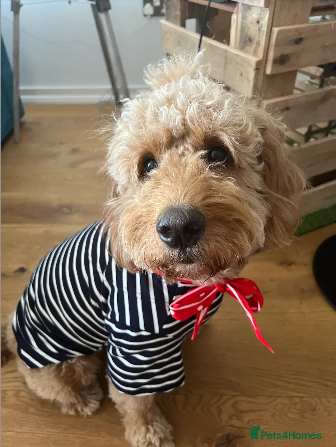 Goldendoodle dogs for stud: Proven Miniature Goldendoodle Stud – Noah 🐾 in London - Advert 8
