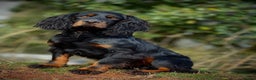 Cocker Spaniel dogs for stud: FTAW Black and Tan stud  in Crediton - Advert 3