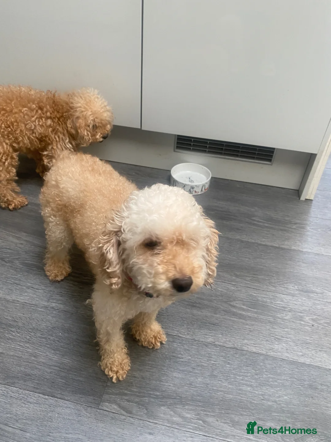 Maltipoo dogs for sale: Puppies  - Advert 1