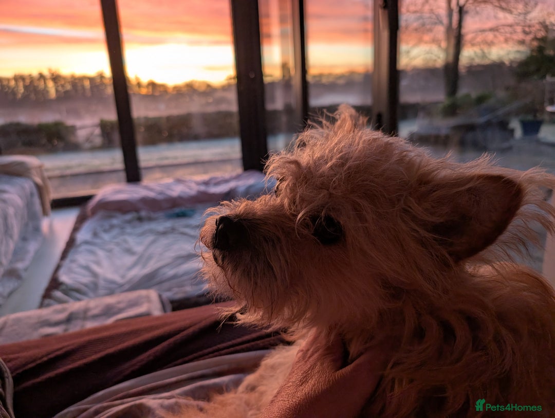 Mixed Breed dogs for adoption: Milo, a friendly young boy.  - Advert 5