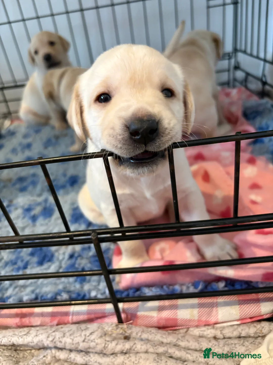 Labrador Retriever dogs for sale: Labrador Retriever Puppies 🐶  - Advert 14