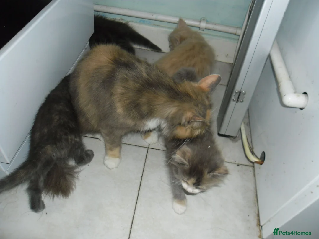 Mixed Breed cats for sale: 5 BEAUTIFUL KITTENS FOR SALE - Advert 1