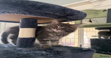 Maine Coon cats - Advert 4