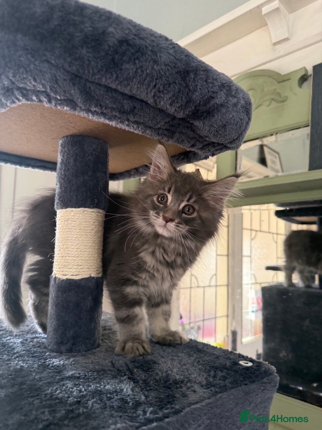 Maine Coon cats for sale: Maine coon kittens GCCF - Image 3