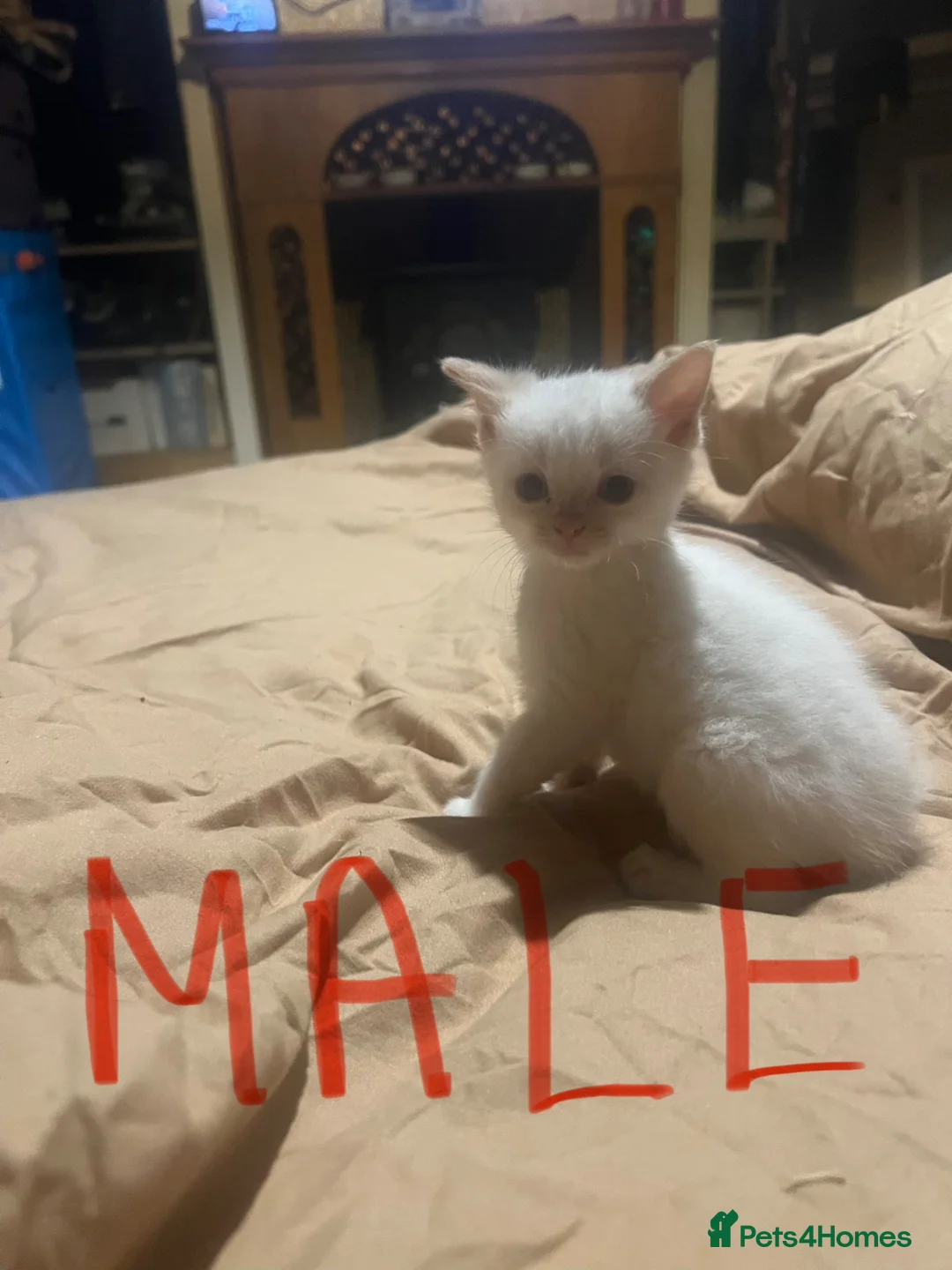 British Shorthair cats for sale: Kittens  - Advert 2