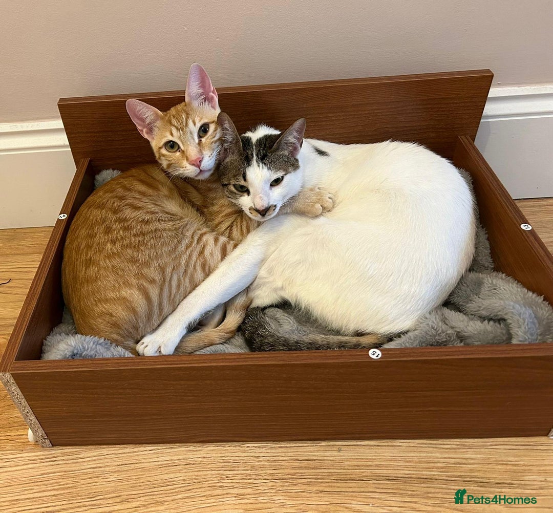Arabian Mau cats for adoption: Two Bonded Rescue Cats for Adoption Together - Image 1