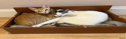 Arabian Mau cats for adoption: Two Bonded Rescue Cats for Adoption Together - Advert 1