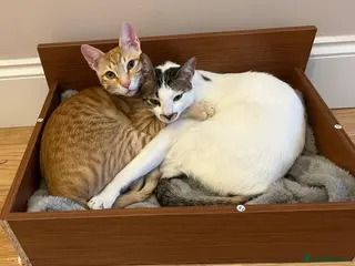 Arabian Mau cats Two Bonded Rescue Cats for Adoption Together - Advert 1