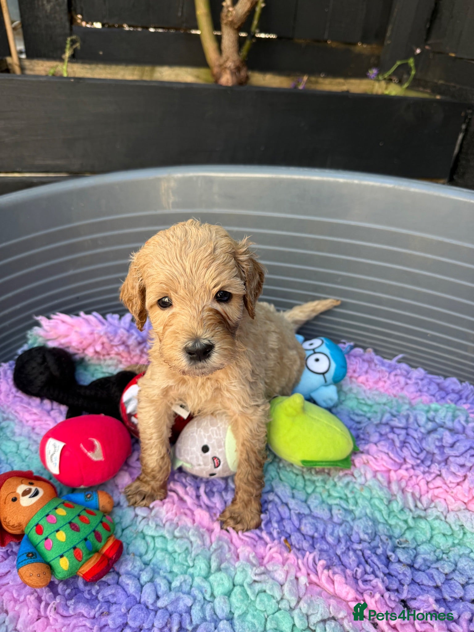 Labradoodle dogs 🌈 THERAPY/ASSISTANCE PUPS🌈PROVEN🌈 - Advert 2