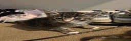 Mixed Breed cats for sale: Mainecoon x Tabby - Advert 4