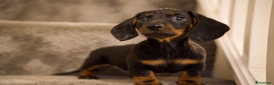 Dachshund Puppy 1