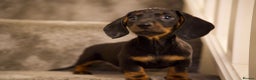 Dachshund dogs for sale: Dachshund boy pure breed stunning - Advert 11