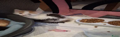 Mixed Breed 4