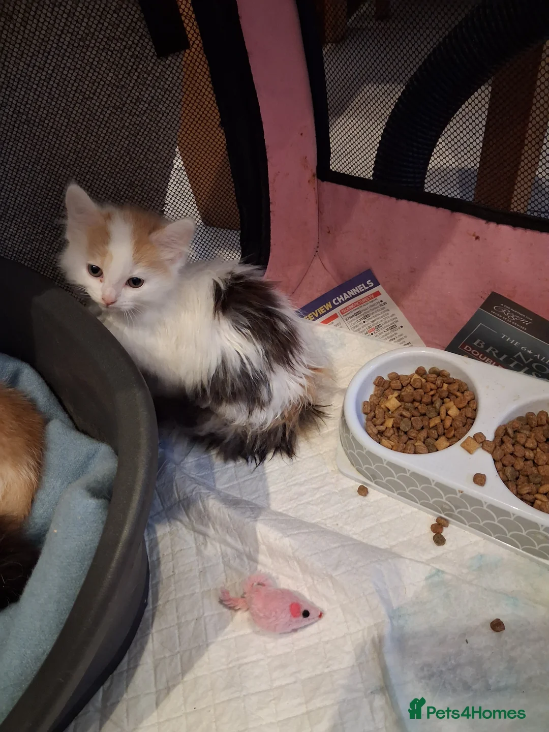 Mixed Breed cats for sale: Gorgeous  long haired kittens - Advert 2