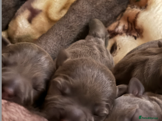 Staffordshire Bull Terrier dogs KC Blue Staffordshire Bull Terrier Puppies - Advert 6