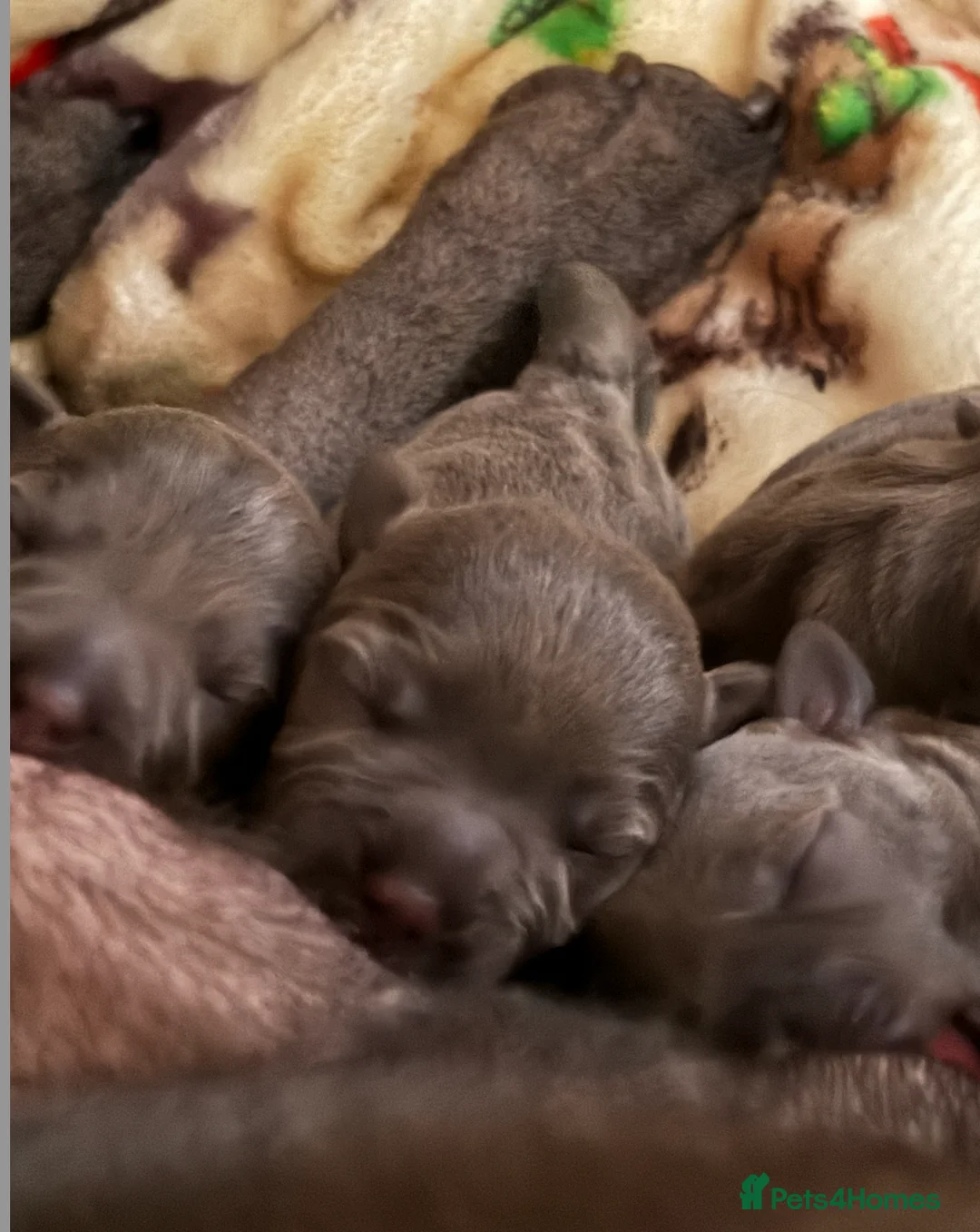 Staffordshire Bull Terrier dogs for sale: KC Blue Staffordshire Bull Terrier Puppies SOLD - Advert 16