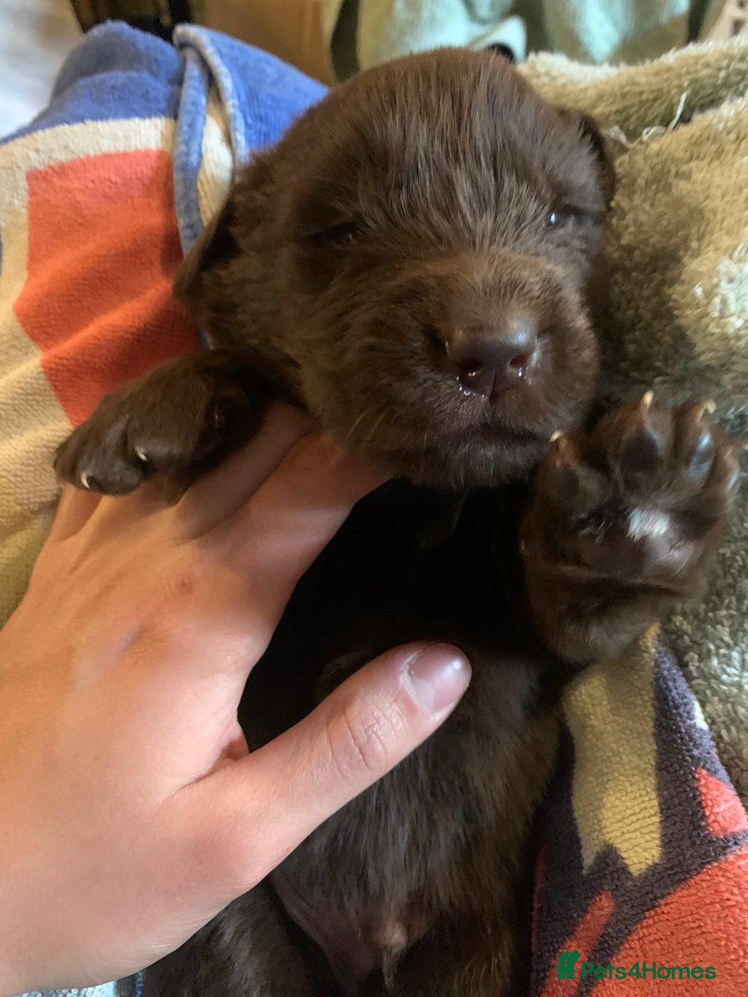 Newfoundland dogs for sale: ✨ Stunning Chocolate Newfoundland Puppies ✨ - Image 8