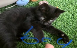 Mixed Breed cats for sale: 5 kitten’s available today  - Image 16