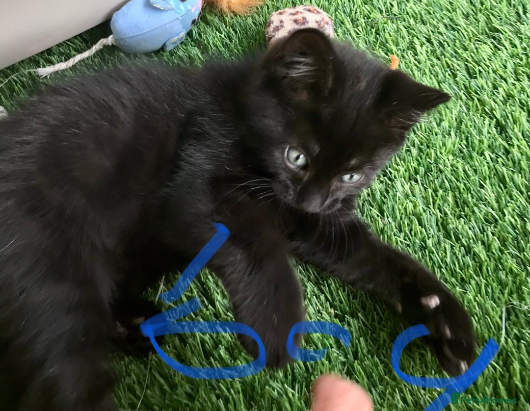 Mixed Breed cats for sale: 5 kitten’s available today  - Image 16