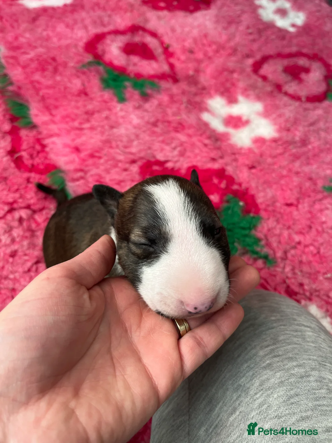 English Bull Terrier dogs for sale: Bull terrier standard. KC registered. BOY - Advert 15