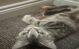 British Shorthair cats for sale: Kittens  - Image 7
