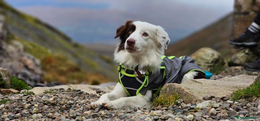 Border Collie dogs for sale: 7 Beautiful chunky border collies - Advert 10