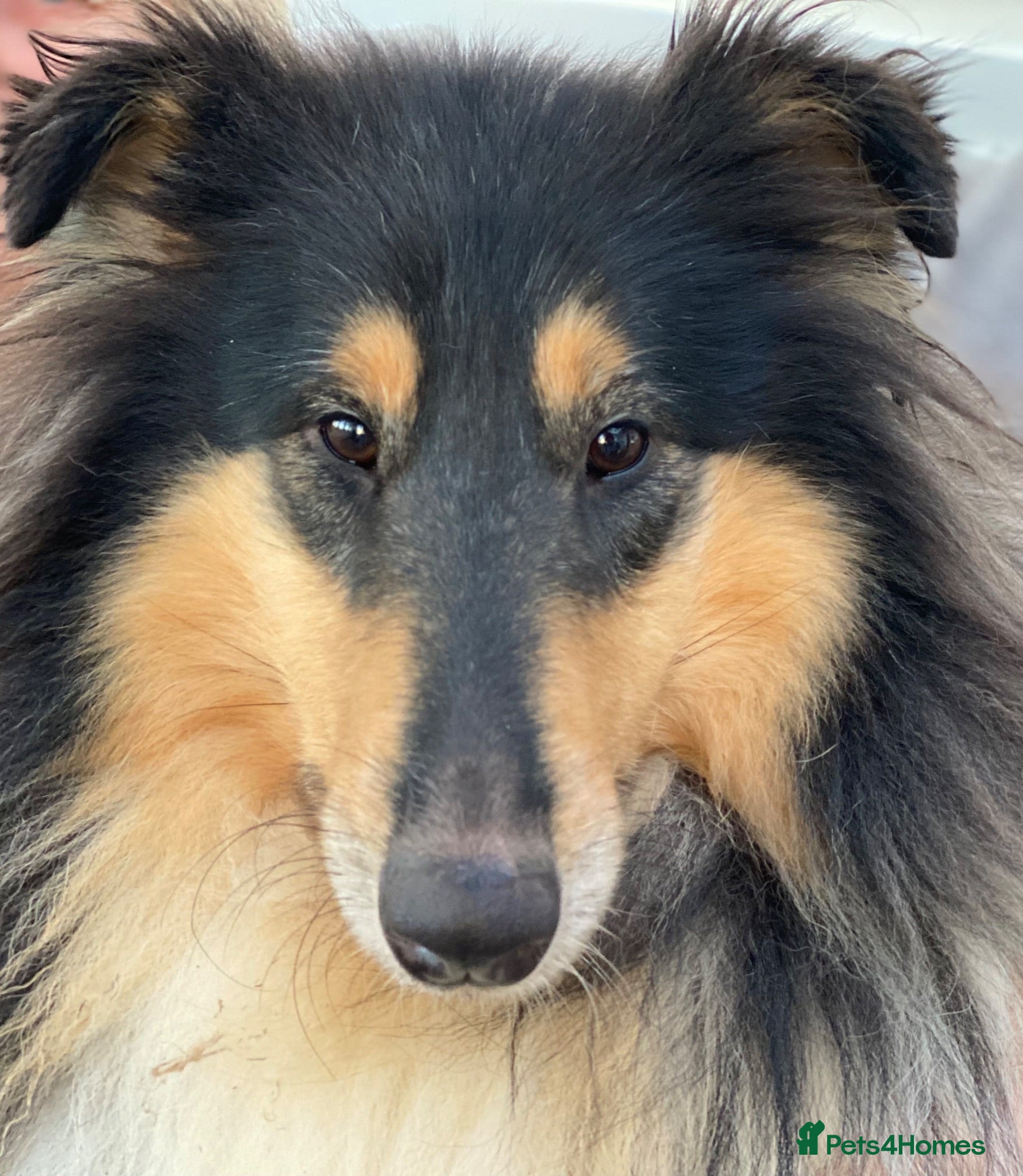 Rough Collie dogs Unaffected Tri Colour And Sable/White Puppies  - Advert 18