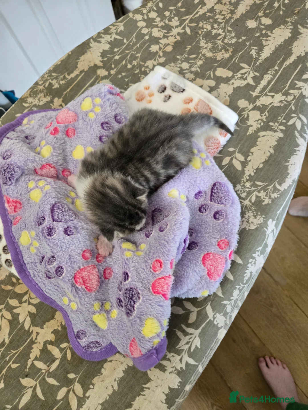 Mixed Breed cats for sale: 4 beautiful kittens 2 males & 2 females  - Advert 16