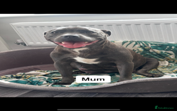 Staffordshire Bull Terrier dogs for sale: Blue Staffordshire bull terrier  - Image 20
