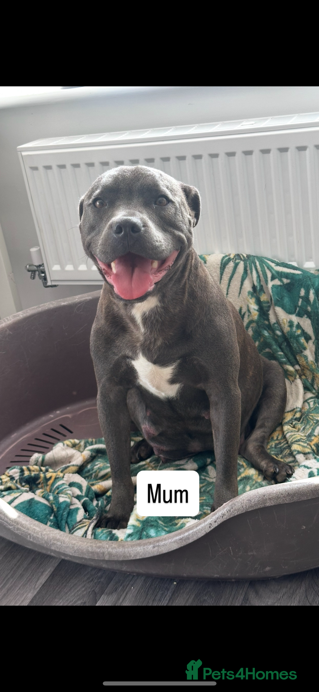 Staffordshire Bull Terrier dogs for sale: Blue Staffordshire bull terrier  - Image 20