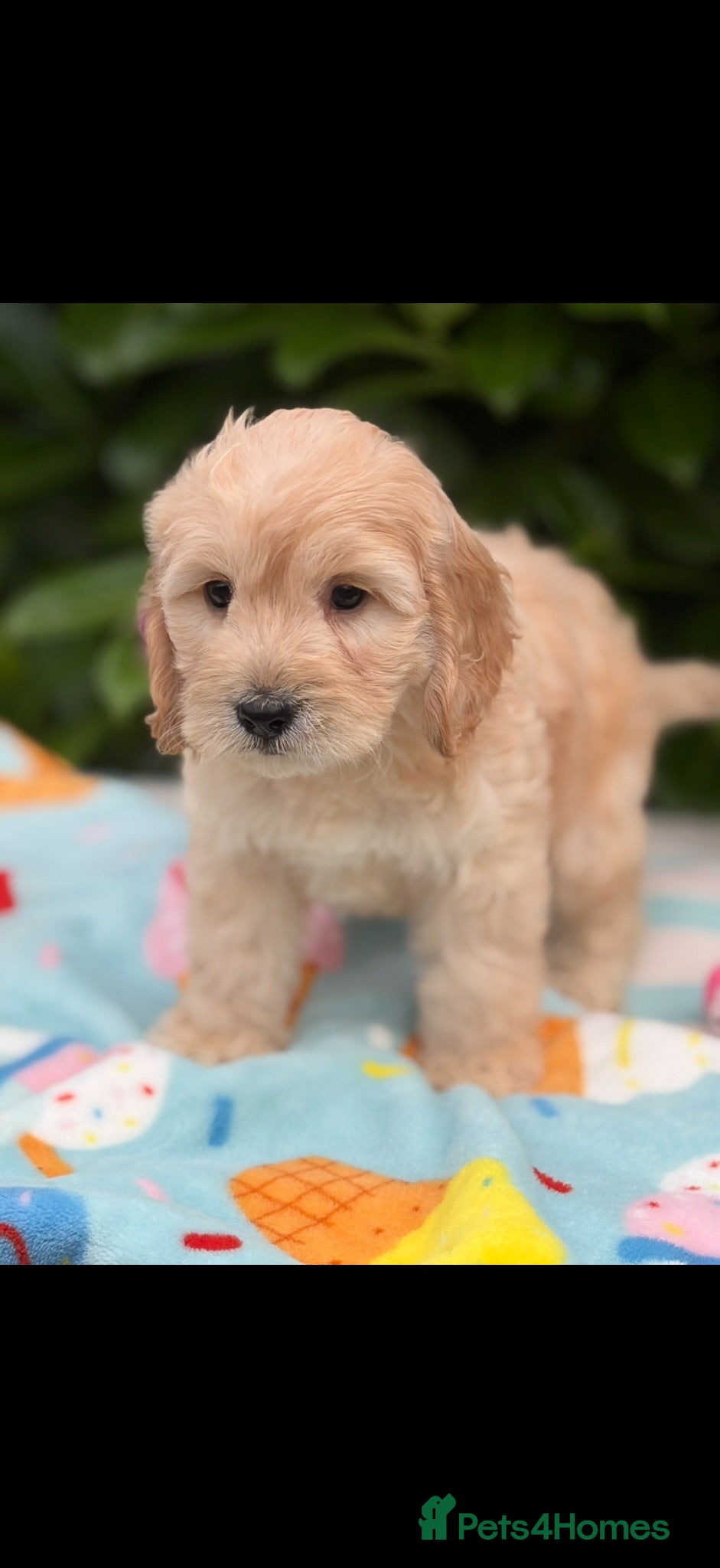 Cockapoo dogs 🌸 READY NOW SHOW QUALITY TOY F1 COCKERPOOS 🌸 - Advert 1