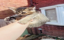 British Shorthair cats for sale: British Shorthair kitten  ONLY ONE BOY AVAILABLE  - Image 3