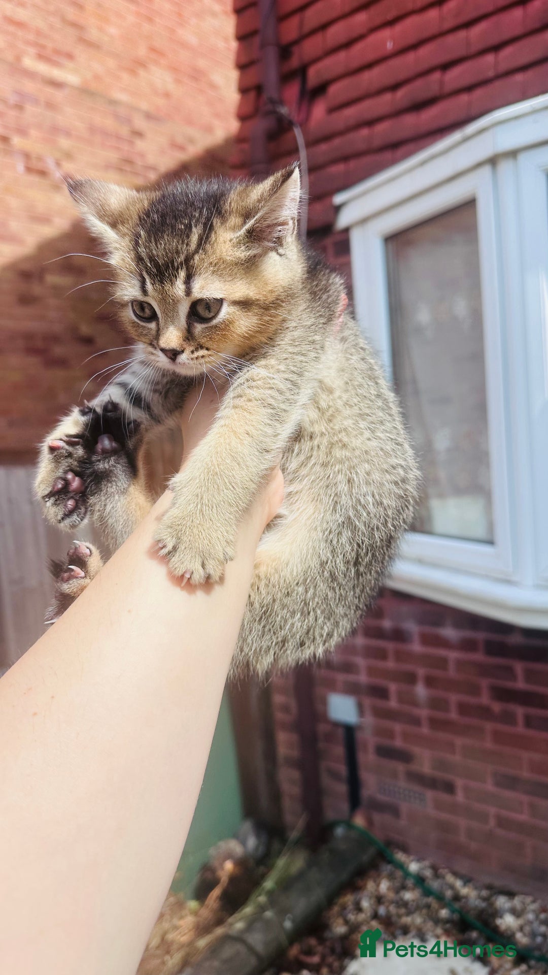 British Shorthair cats for sale: British Shorthair kitten  ONLY ONE BOY AVAILABLE  - Image 3