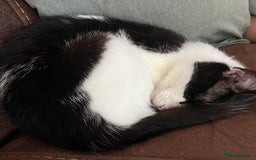 British Shorthair cats for sale: Two cats for sale - Image 3