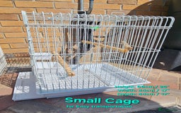 Budgerigars birds for sale: Budgies for sale! Food and 2 cages included! - Image 3