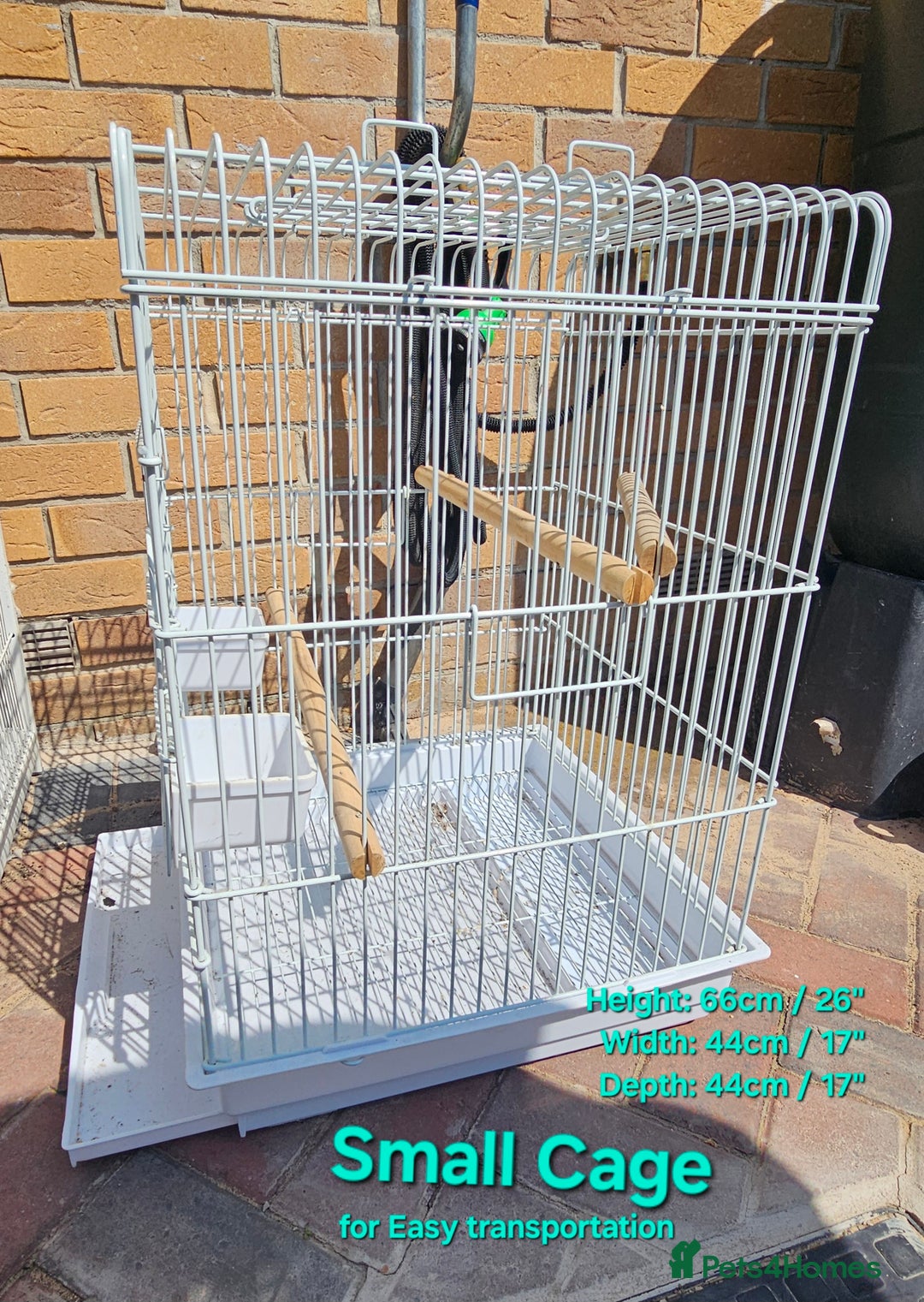 Budgerigars birds for sale: Budgies for sale! Food and 2 cages included! - Image 3
