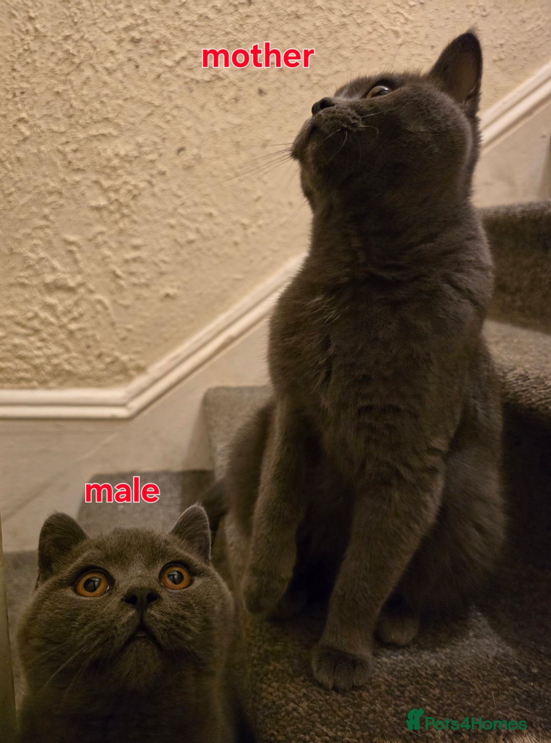 British Shorthair cats for sale: Adorable British Shorthair Kittens - Advert 8